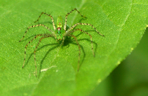 Green on green  (Lynx spider)