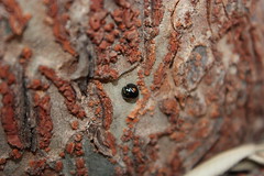 Ladybug in Tree
