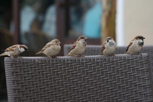 Sparrows in a Row