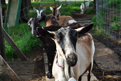 Goats after milking