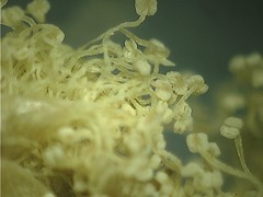 LabDays / Microcosmic (2010): Stamen of a mimosa