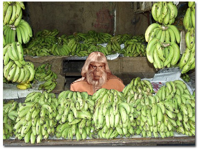 Zaius Bananas