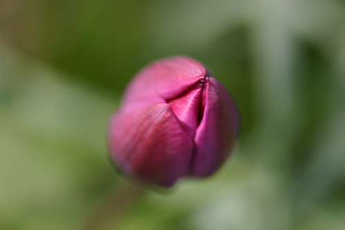 Dark Pink Tulip Bud Close Up