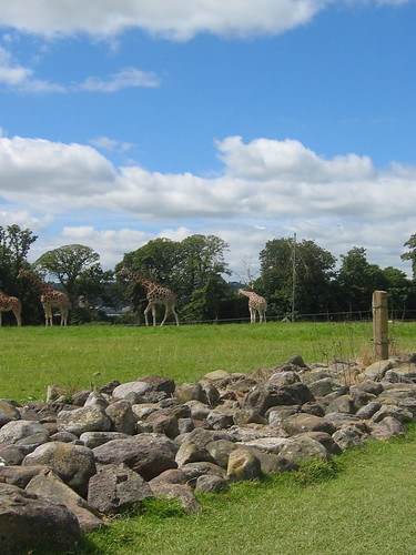 Fota giraffes