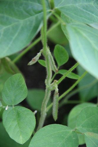 baby soybeans