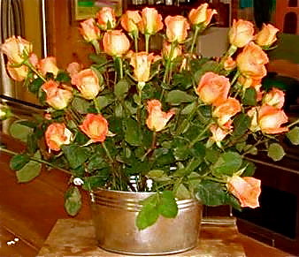 ecuador-roses