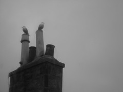 Seagulls in Aberdeen