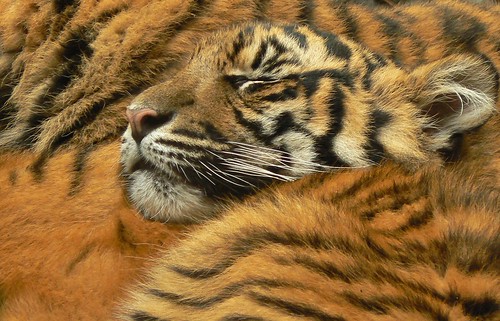 Tiger photo