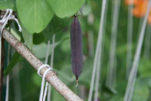 fat purple pea