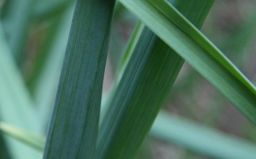 garlic stems