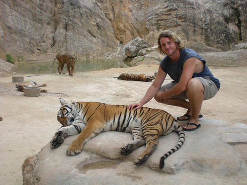 tigre4