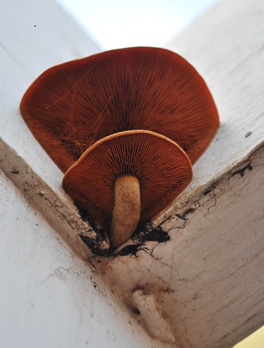 Fungus in patio