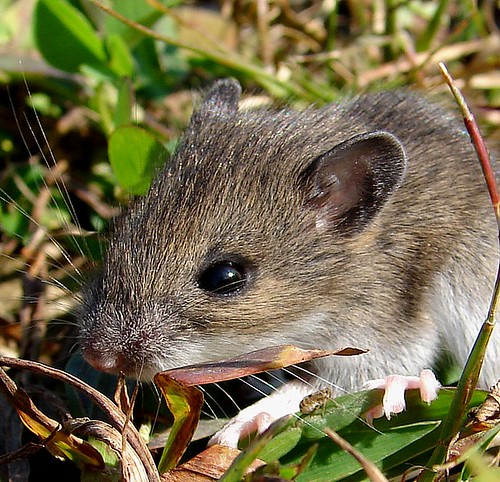 Baby Field Mouse - a photo on Flickriver