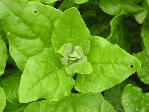 Photo: New Zealand Spinach