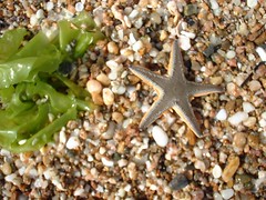 Lil starfish