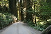 A road through the redwoods less traveled