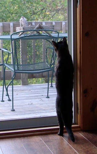 cat and bird