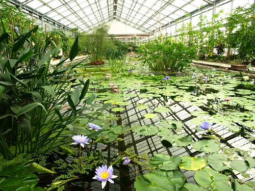 lotus garden