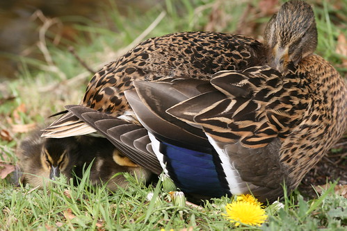 Mother Duck and Ducklings Sleeping