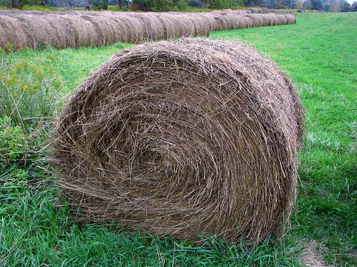 A Needle in a Hay Stack