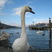 Swan, Lake Windermere