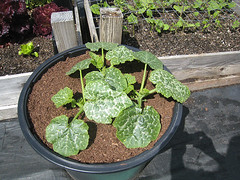 Vegetable Garden 2010