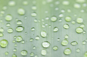Beads of Water on Leaf Background