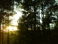woods and sunshine 4
