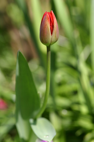 Red Tulip Close Up