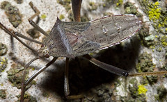 bug top view