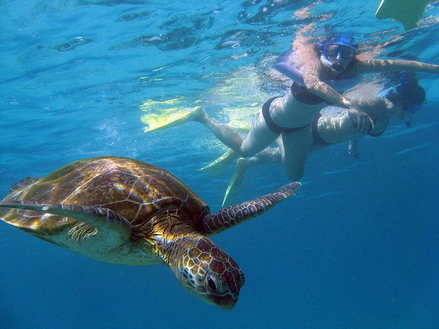 Ningaloo Reef Snorkelling