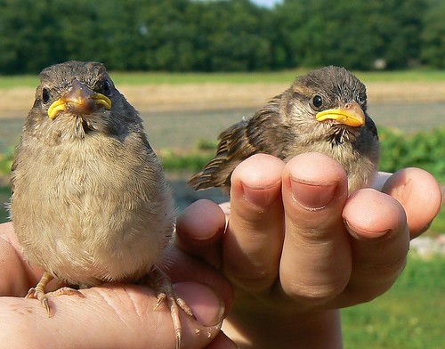 sparrow twins
