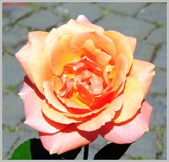 lachsfarbene Rose