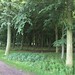 Badbury Clump forest paths