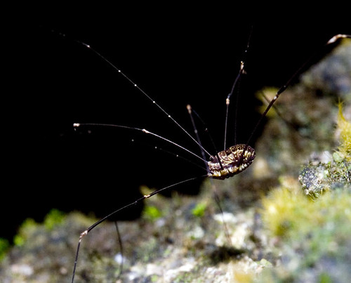 harvestman brown from side