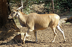 .......COMMON ELAND (240 x 156) Original=(3451 x 2241)  Antílope Eland Común (Taurotragus oryx = Tragelaphus oryx)