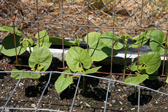 Vegetable Garden 2010