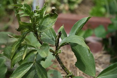 fava with aphids