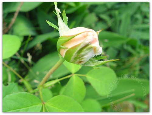Rose for hope