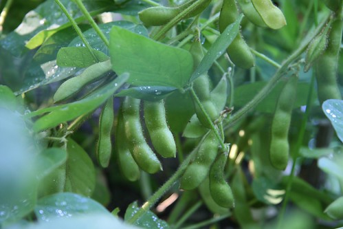 soybeans 5