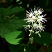 Photo: Tiarella cordifolia