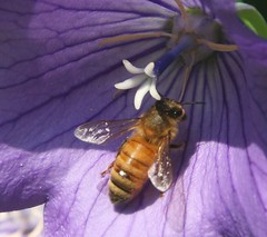 honeybee2