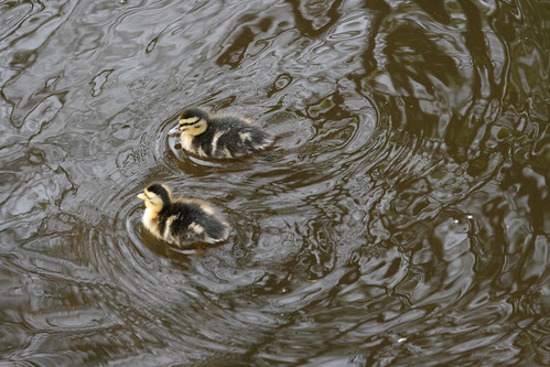 Ducklings in Water