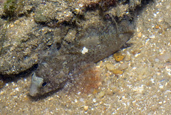 leafy scorpionfish