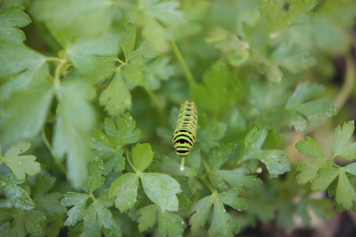 caterpillar on parsley