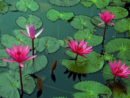 زهرة اللوتس ( Lotus Flower)