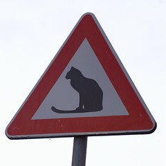 Warning, cats! - Attenti al gatto!