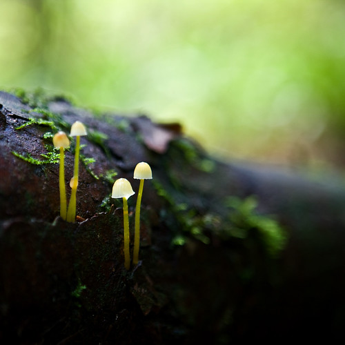 Mushroom pairs - yellow