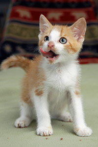 Help keep kittens like this one in their homes by donating to pet food drives