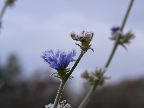 Frost